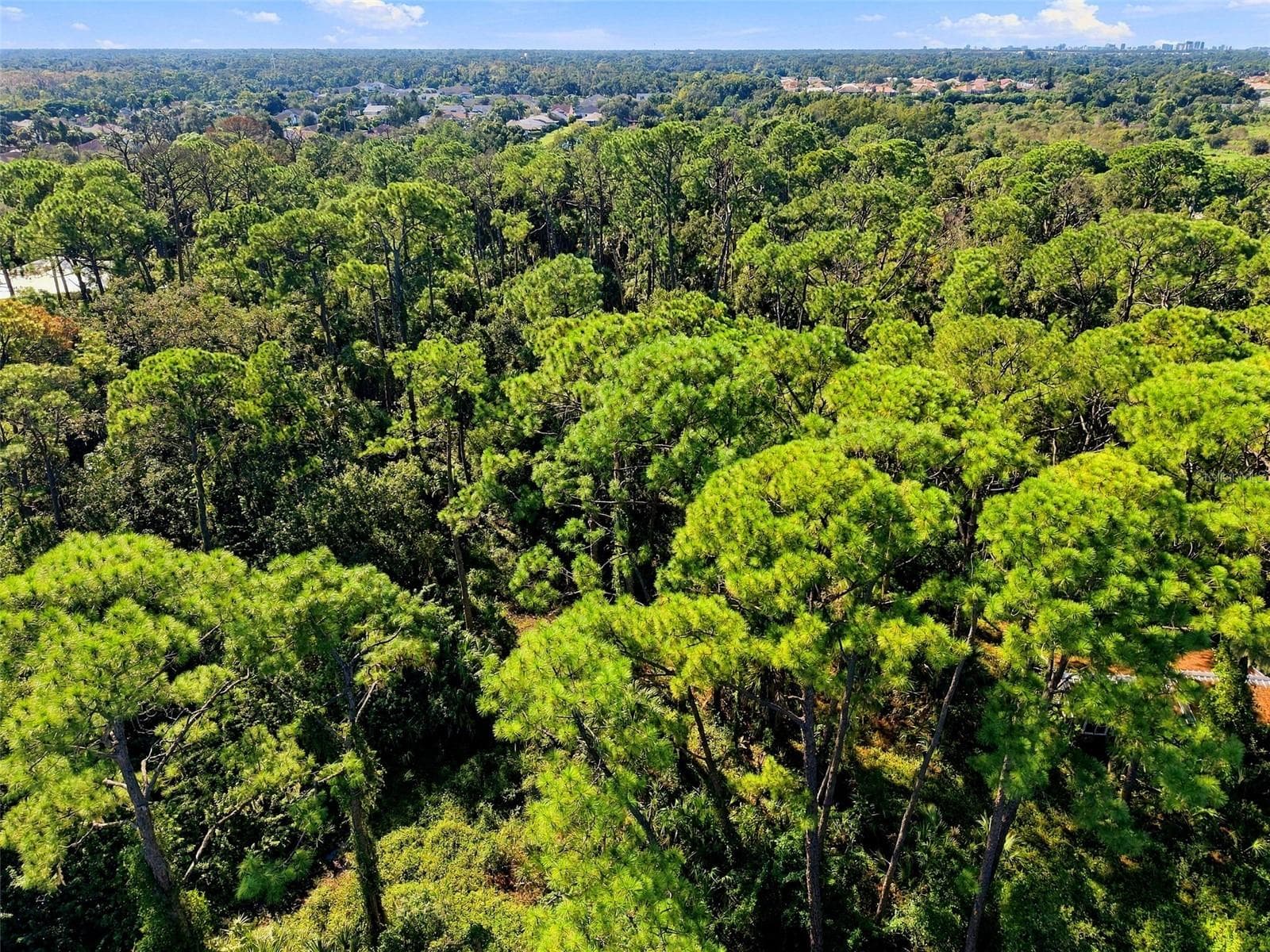 Image showing vegetation (mostly pine and palm trees) - 68TH AVE E, SARASOTA