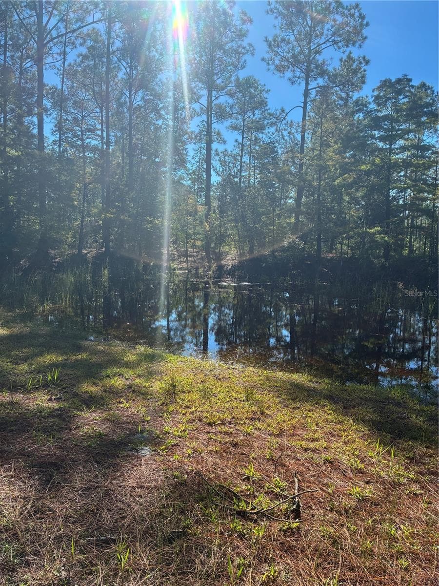 Sunlight view on the pond - 24939 OLD DEER RD, PAISLEY