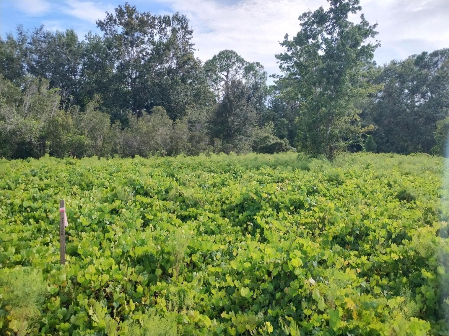 Land at 2900 W SHULA RD, AVON PARK, photo 8 of 11
