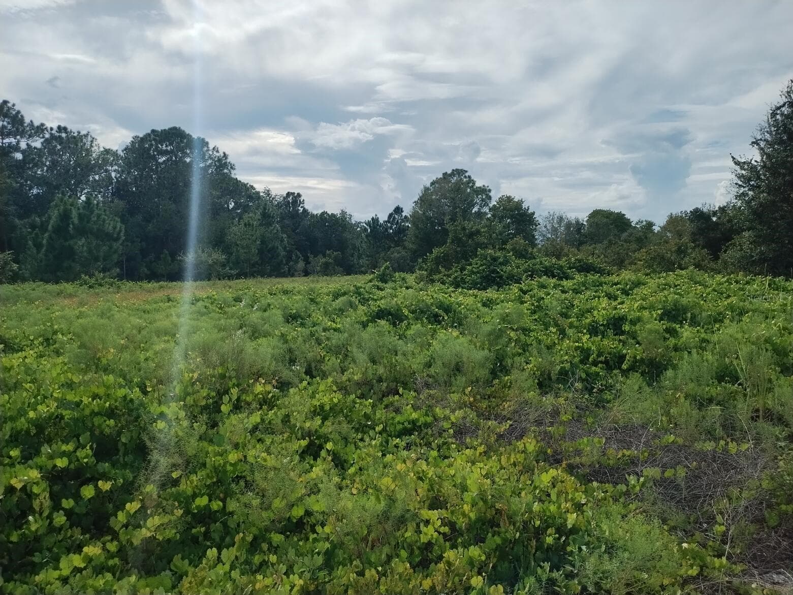 Land at 2900 W SHULA RD, AVON PARK, photo 9 of 11