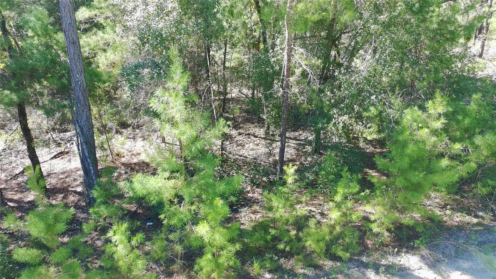 Land at 113 ROME AVE, INTERLACHEN, photo 13 of 16