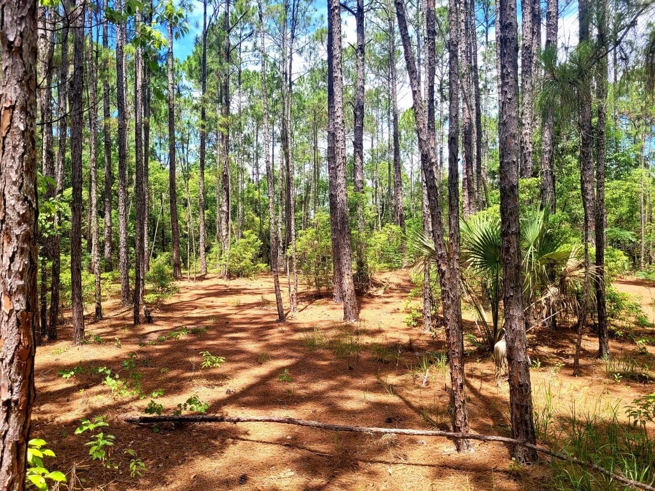 Land at TROPICAL DR, EUSTIS, photo 7 of 19