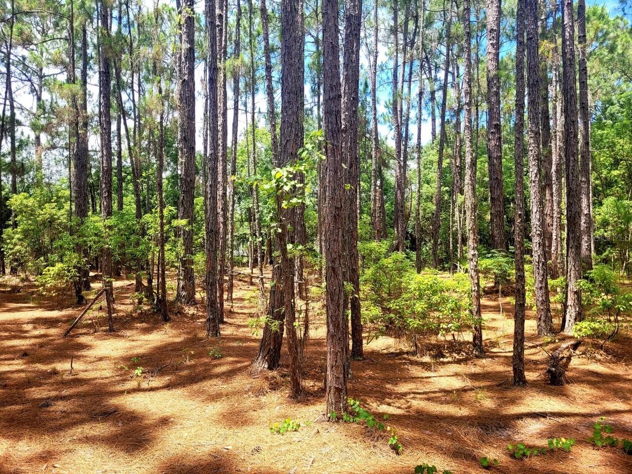 Land at TROPICAL DR, EUSTIS, photo 8 of 19
