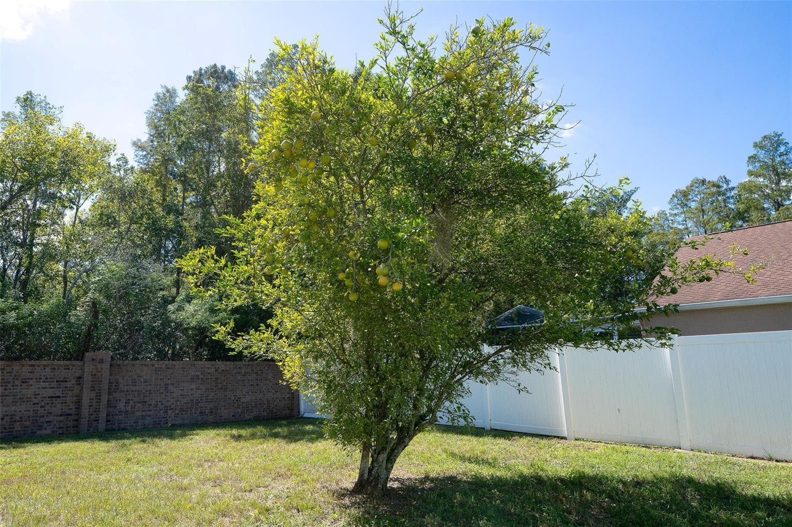 LEMON TREE - 29002 OLD MARSH, WESLEY CHAPEL