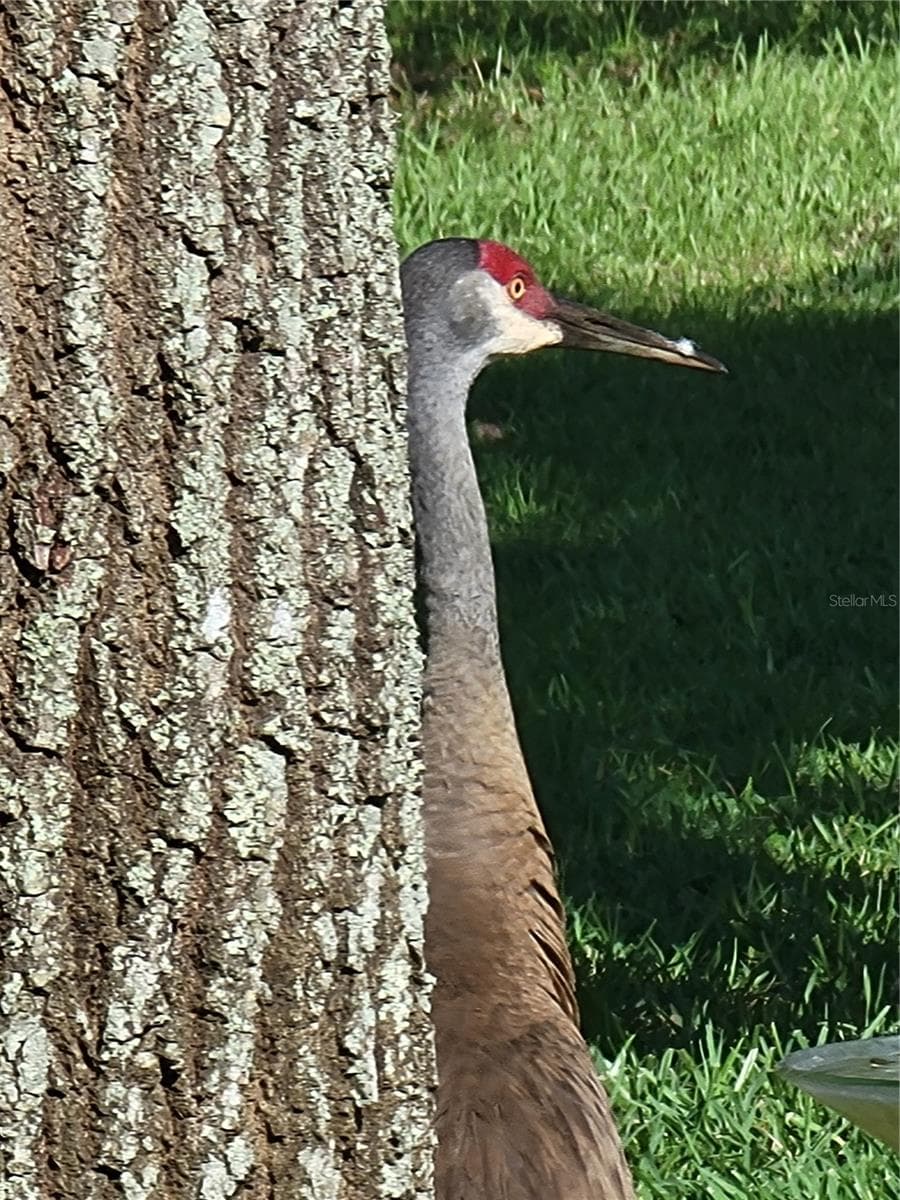 Wildlife - 4641 RIVER RIDGE DR, LEESBURG