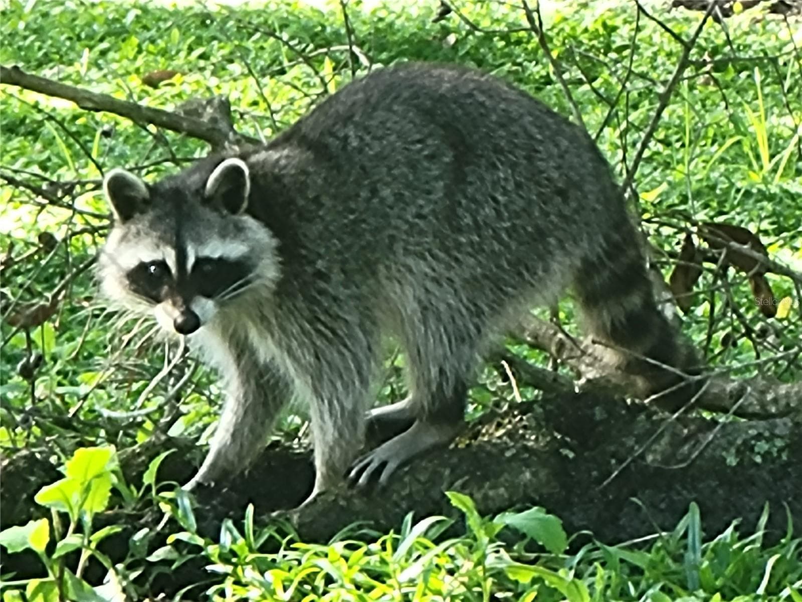 Wildlife - 4641 RIVER RIDGE DR, LEESBURG