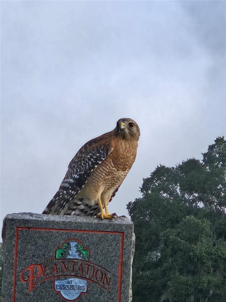 Wildlife - 4641 RIVER RIDGE DR, LEESBURG