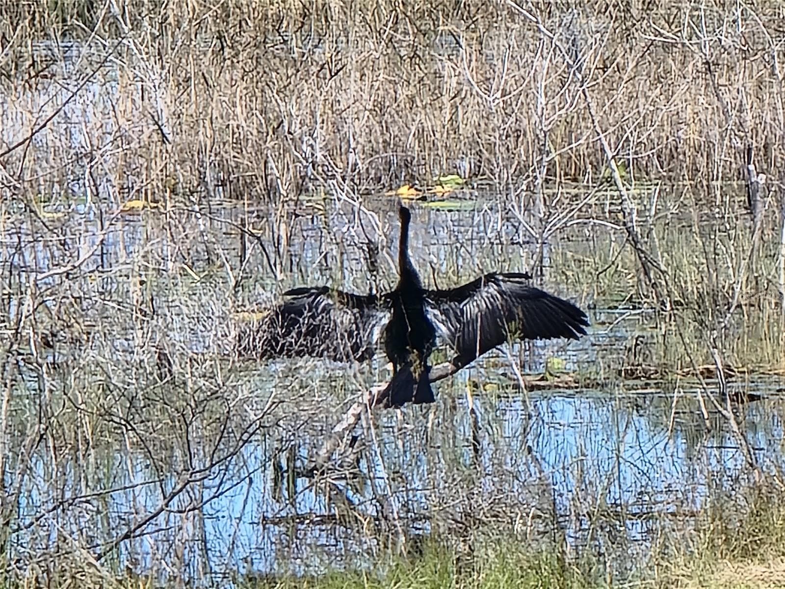 Wildlife - 4641 RIVER RIDGE DR, LEESBURG