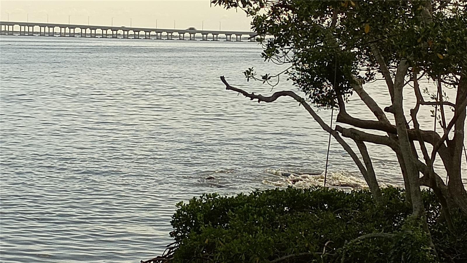 Manatees playing - 2980 HAINES BAYSHORE RD #105, CLEARWATER