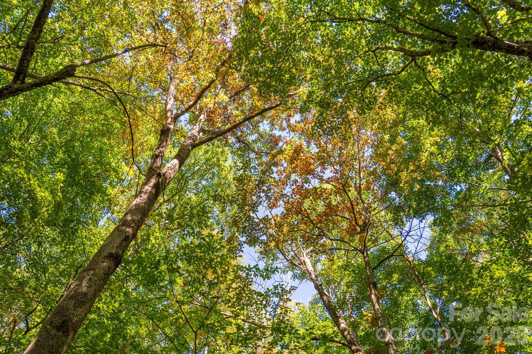 Mature hardwoods and native trees canopy this tract - 00 Orion Davis Road, Waynesville