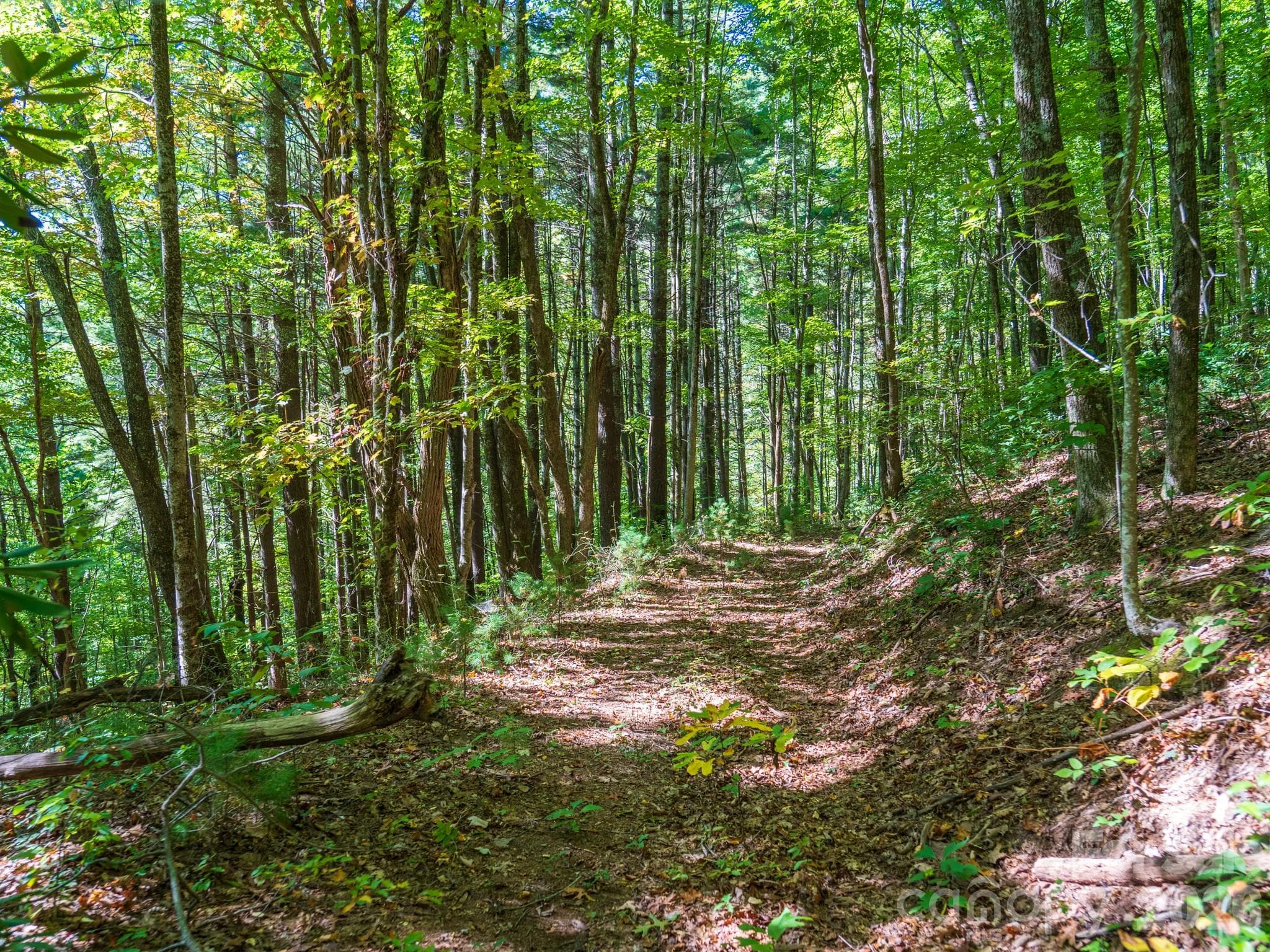 One of many old logging roads on property perfect for hiking or 4x4 adventures - 00 Orion Davis Road, Waynesville