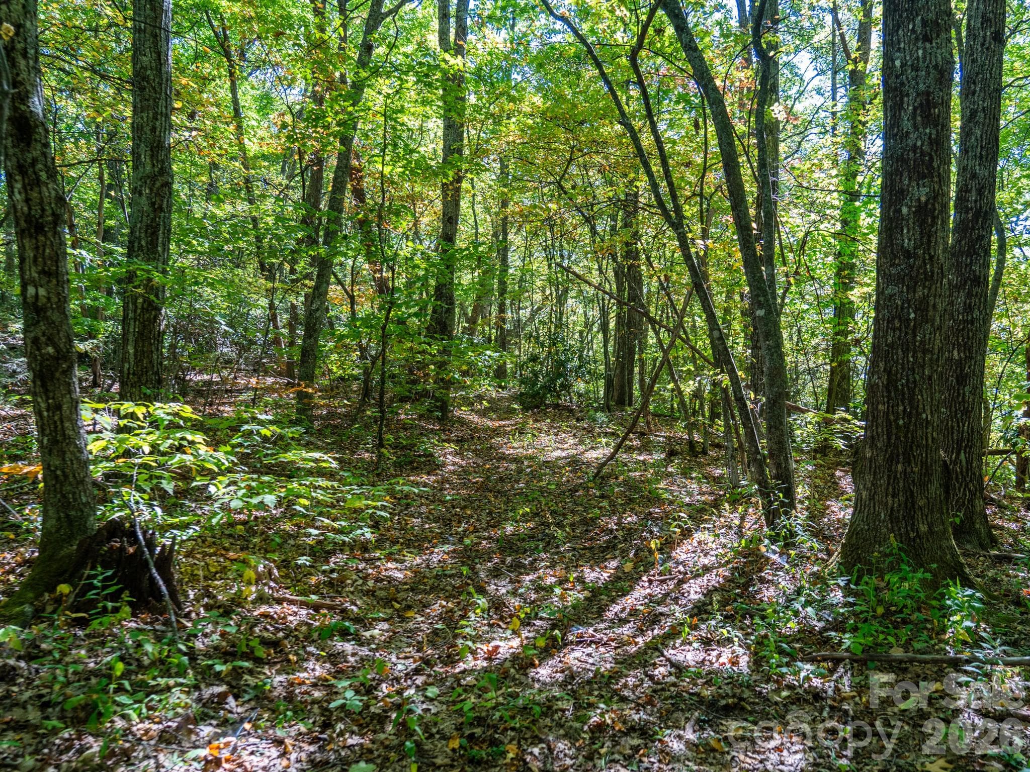 One of many old logging roads on property perfect for hiking or 4x4 adventures - 00 Orion Davis Road, Waynesville