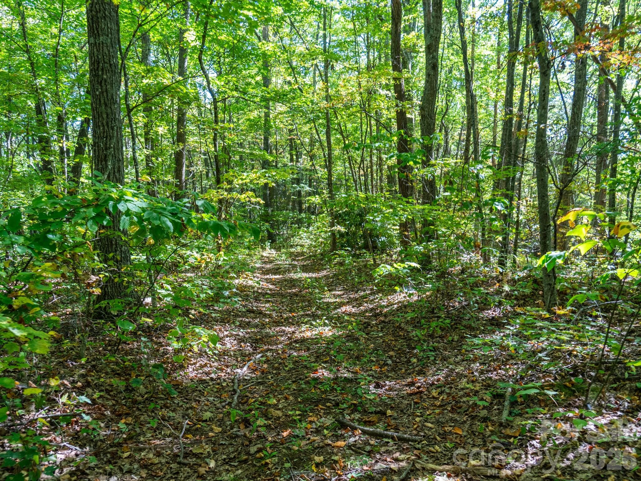 One of many old logging roads on property perfect for hiking or 4x4 adventures - 00 Orion Davis Road, Waynesville