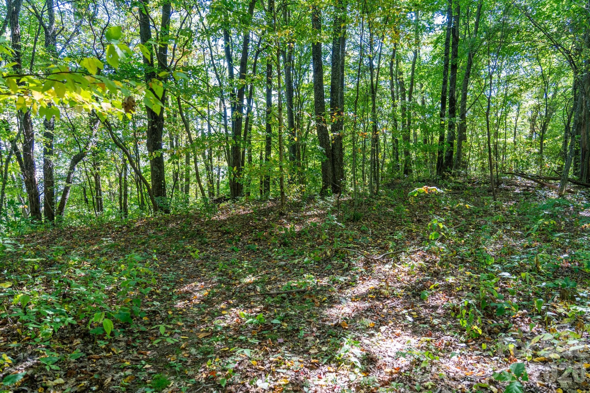 One of many old logging roads on property perfect for hiking or 4x4 adventures - 00 Orion Davis Road, Waynesville