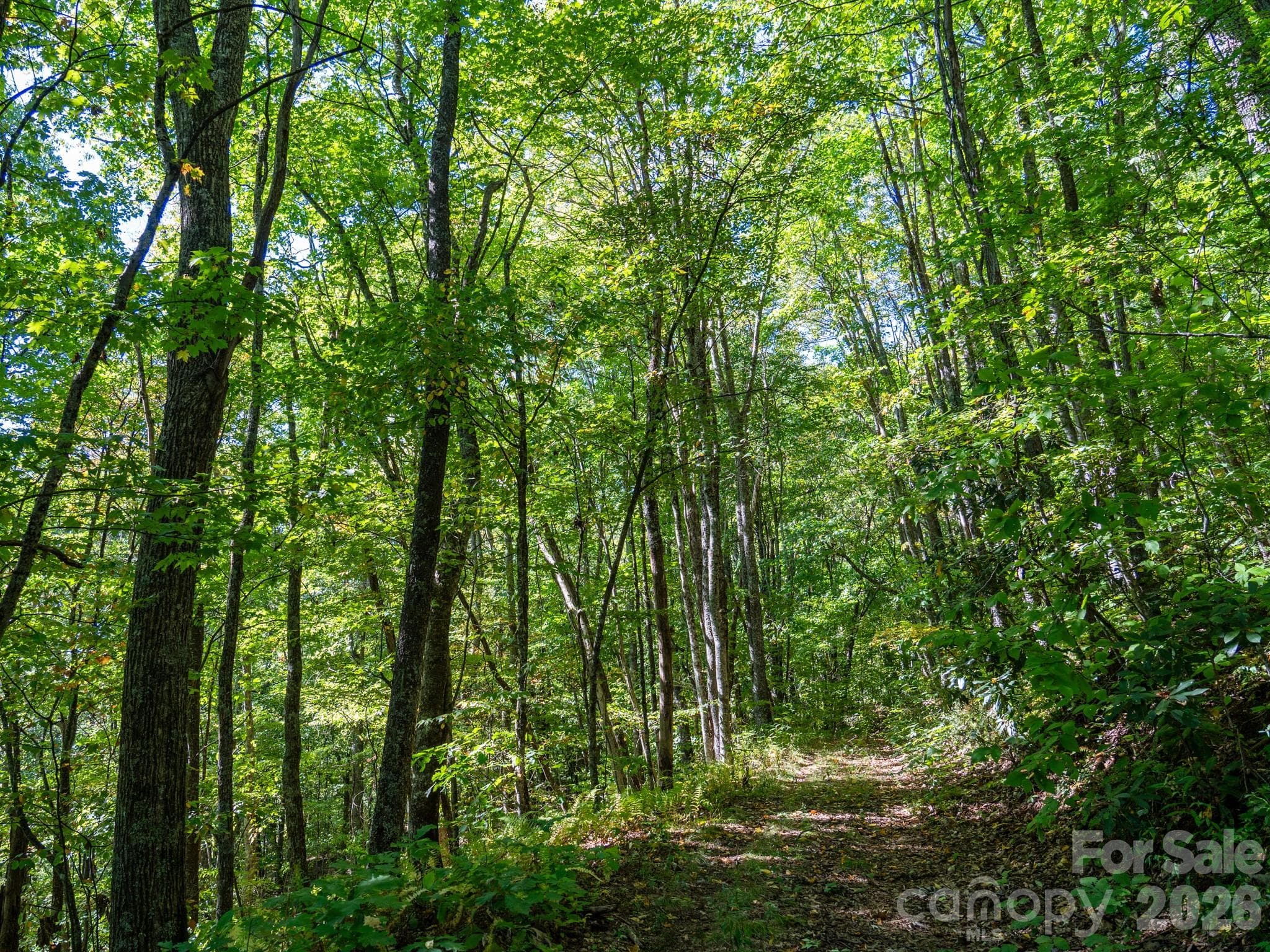 One of many old logging roads on property perfect for hiking or 4x4 adventures - 00 Orion Davis Road, Waynesville