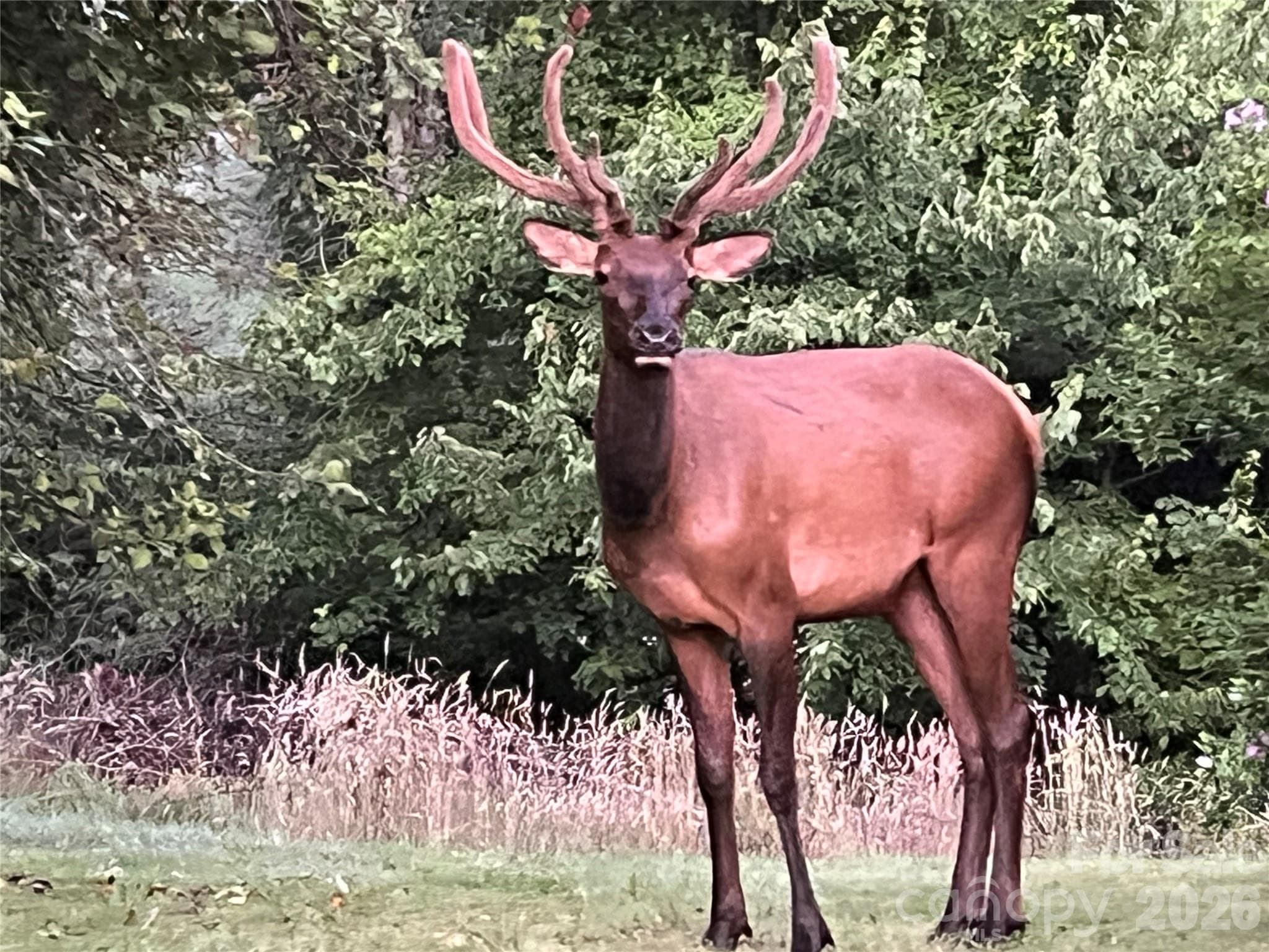 Single Family Residence at 612 Whispering Winds Road, Waynesville, photo 33 of 35