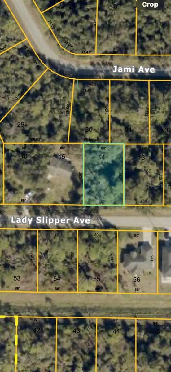 LADY SLIPPER AVE