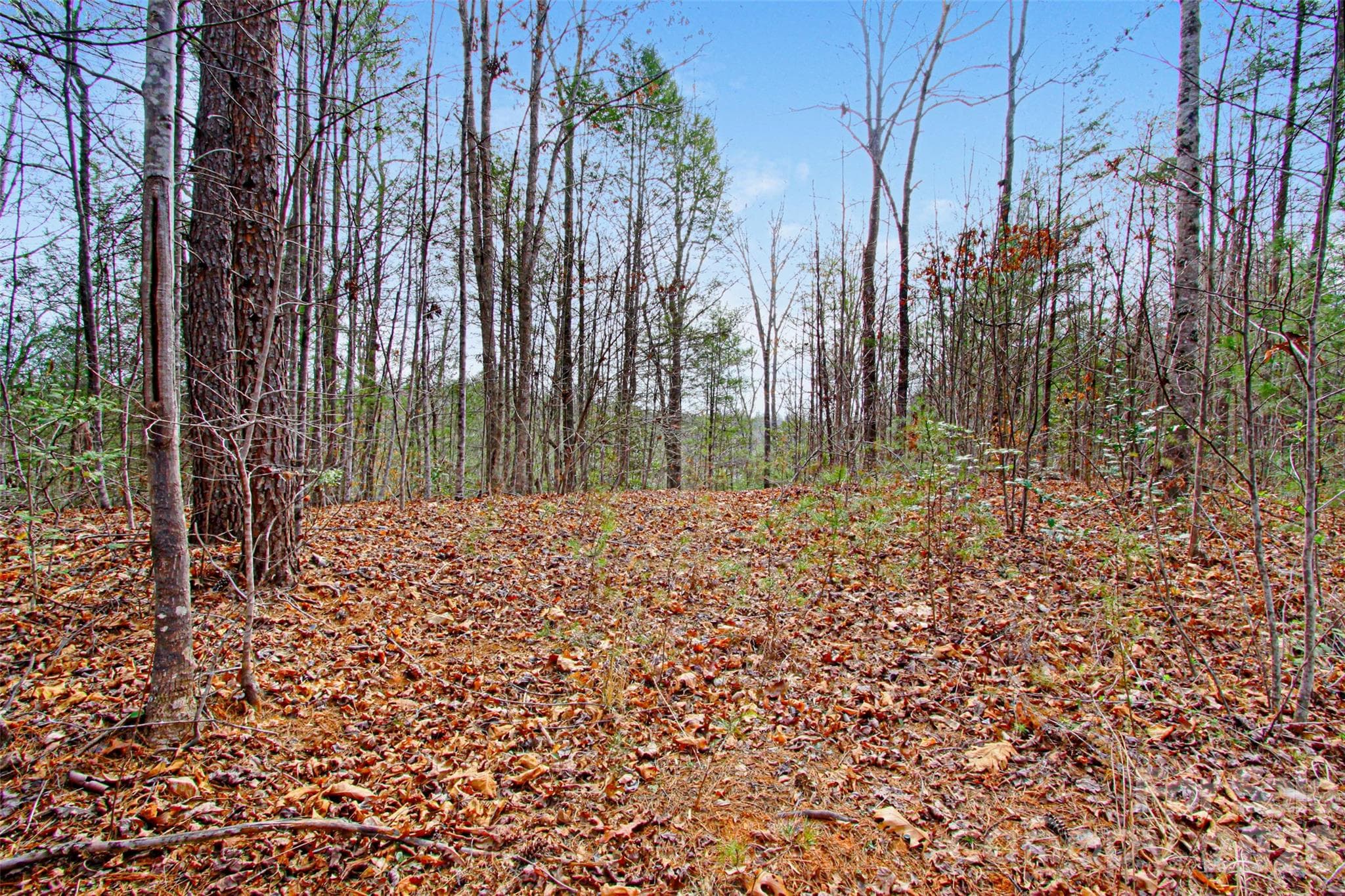 View from the logging road. - 5360 Dogwood Way, Lenoir