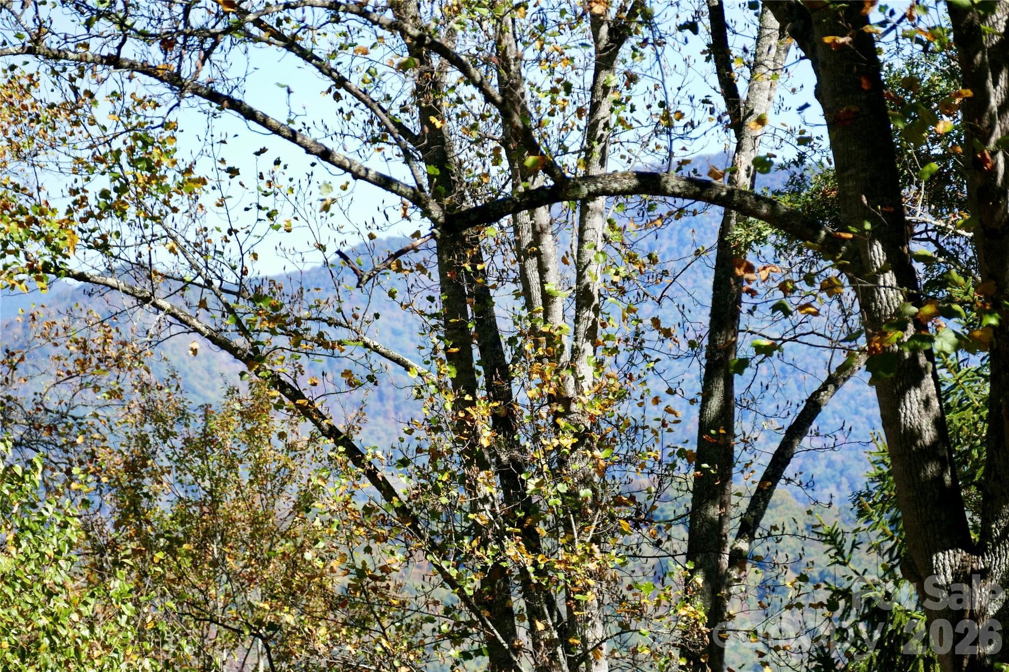 Current without Trimming - Lot 509 Multiflora Way, Waynesville
