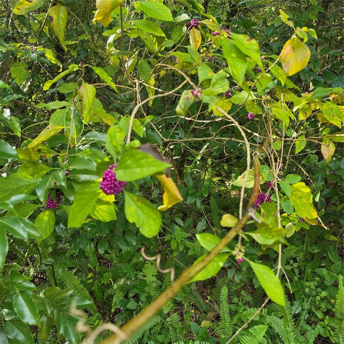 Native beauty berris on property - 0 GARFIELD, BROOKSVILLE