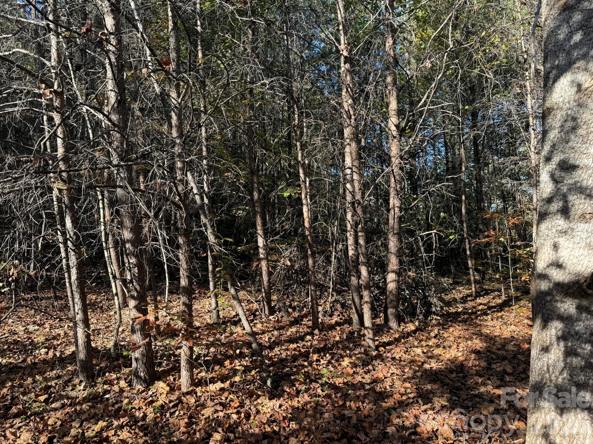 Buffer of pines along the northern property line - V/L Wild Ridges Lane, Marion