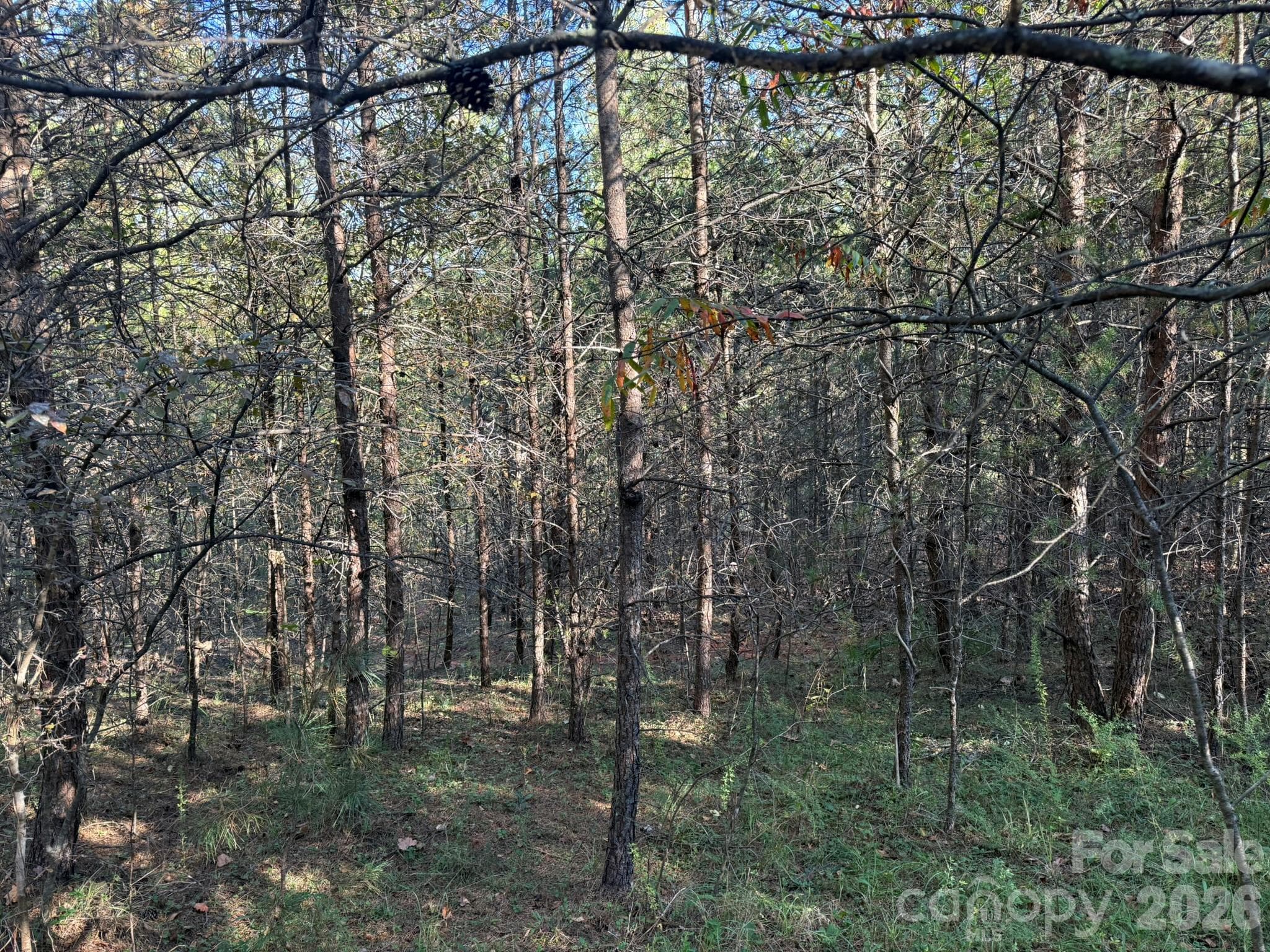 Pine buffer heading toward the power line r/w at the road - V/L Wild Ridges Lane, Marion