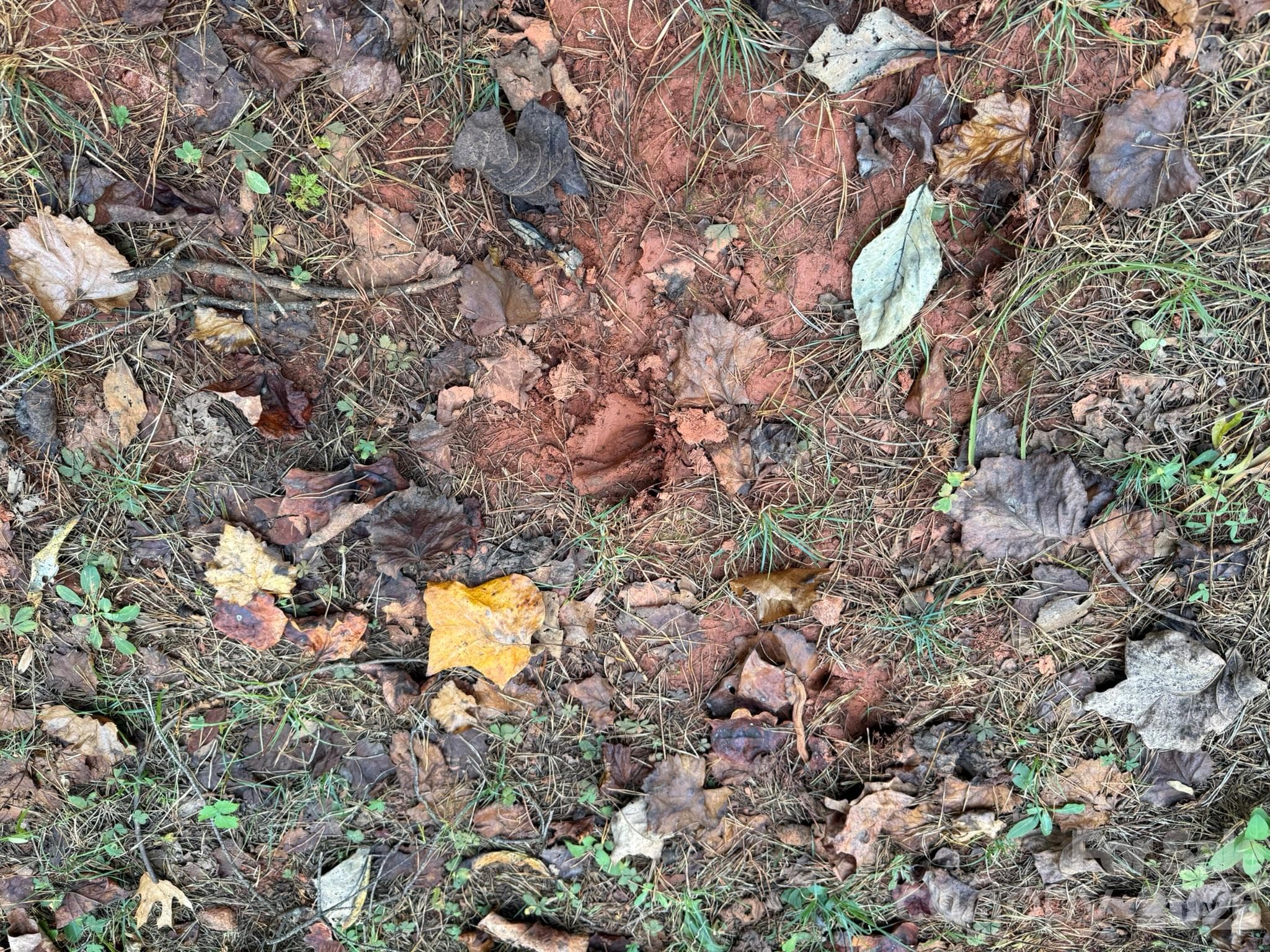Deer tracks - V/L Wild Ridges Lane, Marion