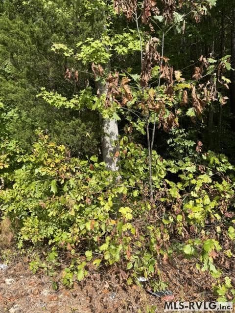 Acreage,Residential Lot-Unrestricted,Single Wide Permitted,Double Wide Permitted,Modular On Frame Permitted,Unimproved Land at 000 Christanna Hwy, Lawrenceville VA 23868, Lawrenceville, photo 6 of 8